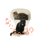 黒猫ぶぶちん＆キジトラとらちん（個別スタンプ：5）
