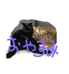 黒猫ぶぶちん＆キジトラとらちん（個別スタンプ：6）