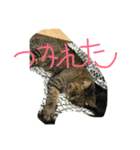 黒猫ぶぶちん＆キジトラとらちん（個別スタンプ：7）