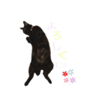 くろネコ（個別スタンプ：3）