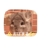 アンゴラチンチラちびまる（個別スタンプ：1）