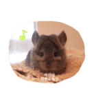 アンゴラチンチラちびまる（個別スタンプ：5）