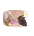 アンゴラチンチラちびまる（個別スタンプ：6）
