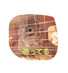 アンゴラチンチラちびまる（個別スタンプ：7）