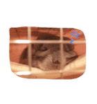 アンゴラチンチラちびまる（個別スタンプ：11）