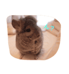 アンゴラチンチラちびまる（個別スタンプ：12）