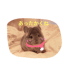 アンゴラチンチラちびまる（個別スタンプ：16）
