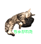 アメショのアッシュくんの日常（個別スタンプ：2）