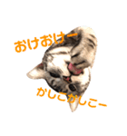 アメショのアッシュくんの日常（個別スタンプ：10）