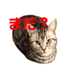 アメショのアッシュくんの日常（個別スタンプ：11）