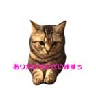 アメショのアッシュくんの日常（個別スタンプ：16）
