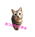 アメショのアッシュくんの日常（個別スタンプ：18）