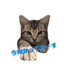 アメショのアッシュくんの日常（個別スタンプ：23）