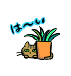 キジトラジャパン（個別スタンプ：6）