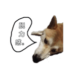 柴らぶ（個別スタンプ：2）