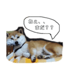 柴らぶ（個別スタンプ：3）