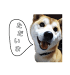 柴らぶ（個別スタンプ：4）