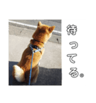 柴らぶ（個別スタンプ：5）