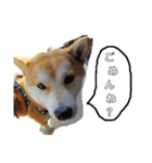 柴らぶ（個別スタンプ：6）
