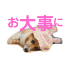 ぽっちゃりコーギーはなさんの日常。9（個別スタンプ：1）