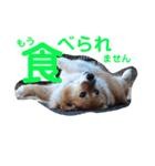 ぽっちゃりコーギーはなさんの日常。9（個別スタンプ：2）