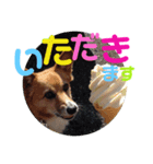 ぽっちゃりコーギーはなさんの日常。9（個別スタンプ：3）