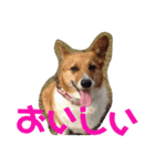 ぽっちゃりコーギーはなさんの日常。9（個別スタンプ：4）