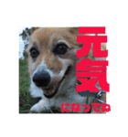 ぽっちゃりコーギーはなさんの日常。9（個別スタンプ：8）