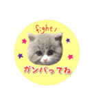 YouTuberまーくんの猫わたげ(サイベリアン)（個別スタンプ：1）