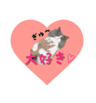 YouTuberまーくんの猫わたげ(サイベリアン)（個別スタンプ：2）