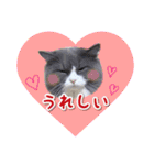YouTuberまーくんの猫わたげ(サイベリアン)（個別スタンプ：3）