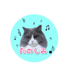 YouTuberまーくんの猫わたげ(サイベリアン)（個別スタンプ：4）