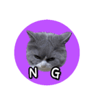 YouTuberまーくんの猫わたげ(サイベリアン)（個別スタンプ：5）