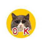 YouTuberまーくんの猫わたげ(サイベリアン)（個別スタンプ：6）