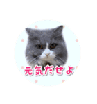 YouTuberまーくんの猫わたげ(サイベリアン)（個別スタンプ：9）