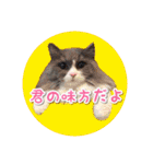 YouTuberまーくんの猫わたげ(サイベリアン)（個別スタンプ：10）