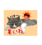 YouTuberまーくんの猫わたげ(サイベリアン)（個別スタンプ：11）