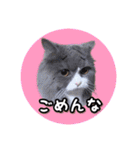 YouTuberまーくんの猫わたげ(サイベリアン)（個別スタンプ：12）