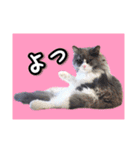 YouTuberまーくんの猫わたげ(サイベリアン)（個別スタンプ：13）
