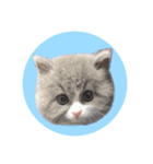 YouTuberまーくんの猫わたげ(サイベリアン)（個別スタンプ：14）