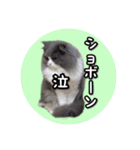 YouTuberまーくんの猫わたげ(サイベリアン)（個別スタンプ：15）