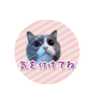 YouTuberまーくんの猫わたげ(サイベリアン)（個別スタンプ：16）