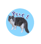 YouTuberまーくんの猫わたげ(サイベリアン)（個別スタンプ：17）