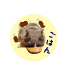 YouTuberまーくんの猫わたげ(サイベリアン)（個別スタンプ：18）