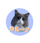 YouTuberまーくんの猫わたげ(サイベリアン)（個別スタンプ：19）