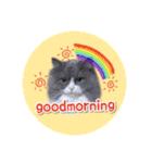 YouTuberまーくんの猫わたげ(サイベリアン)（個別スタンプ：20）