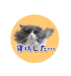 YouTuberまーくんの猫わたげ(サイベリアン)（個別スタンプ：21）