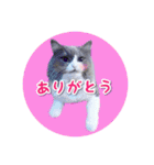 YouTuberまーくんの猫わたげ(サイベリアン)（個別スタンプ：24）