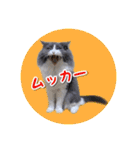YouTuberまーくんの猫わたげ(サイベリアン)（個別スタンプ：26）