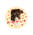 YouTuberまーくんの猫わたげ(サイベリアン)（個別スタンプ：27）